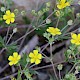 Potentilla argentea