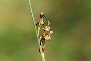 Juncus gerardii Saltmarsh Rush