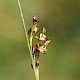 Juncus gerardii