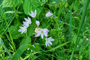 Allium roseum Rosy Garlic