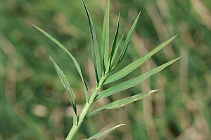 Cynodon dactylon Bermuda-grass