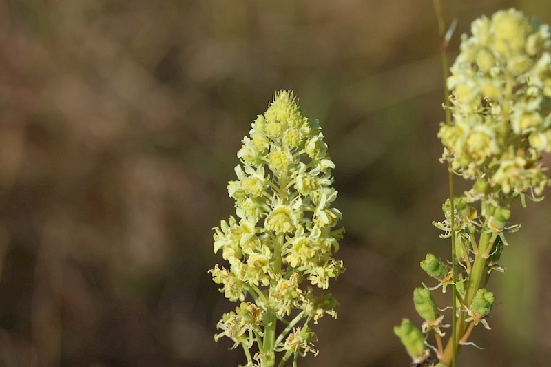 Reseda lutea - © Barry Stewart