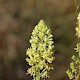 Reseda lutea