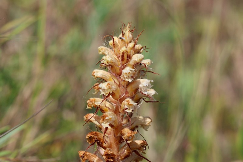 Orobanche hederae - © Barry Stewart