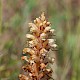 Orobanche hederae