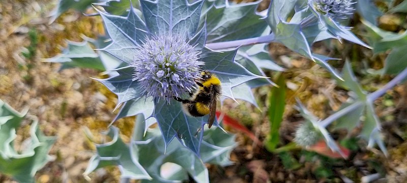 Eryngium maritimum - © Barry Stewart