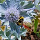 Eryngium maritimum