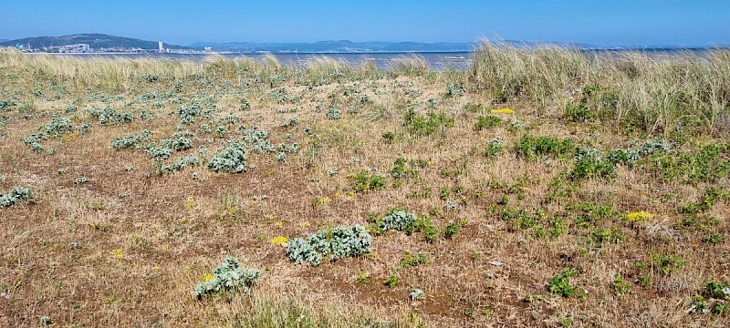 Eryngium maritimum - © Barry Stewart