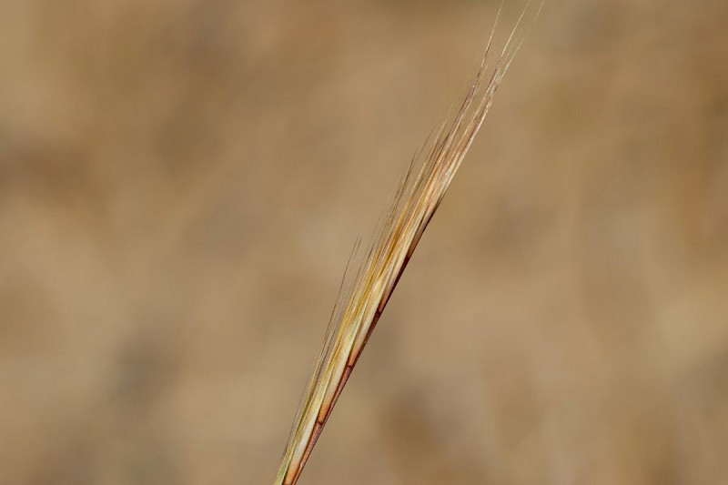 Vulpia fasciculata - © Barry Stewart