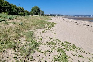 Honckenya peploides Sea Sandwort