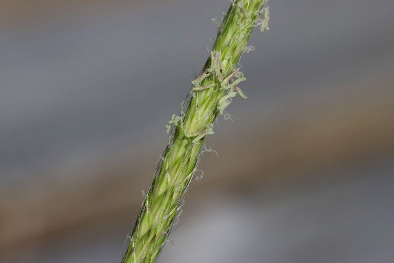 Alopecurus myosuroides - © Barry Stewart