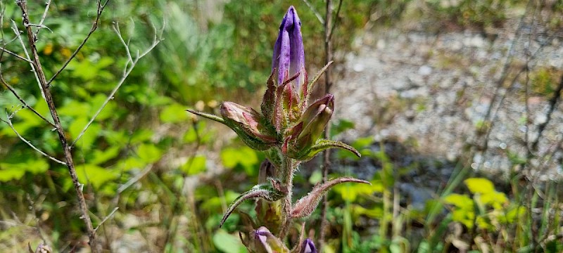 Campanula medium - © Barry Stewart