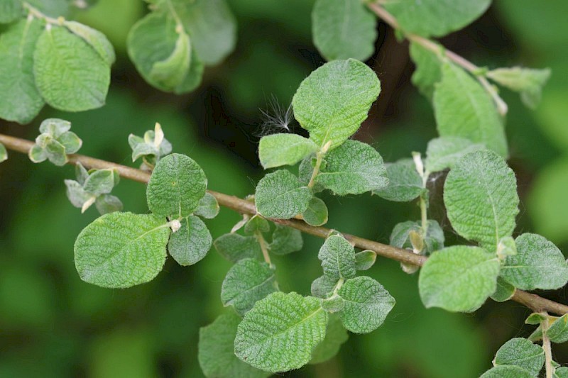 Salix aurita - © Barry Stewart