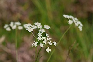 Carum verticillatum Whorled Caraway