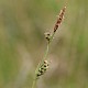 Carex panicea