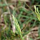 Danthonia decumbens