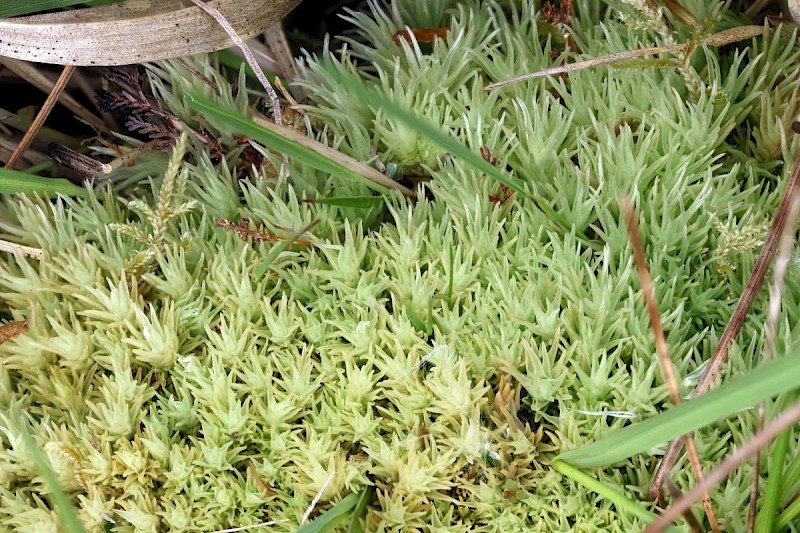 Leucobryum glaucum - © Barry Stewart