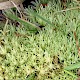 Leucobryum glaucum