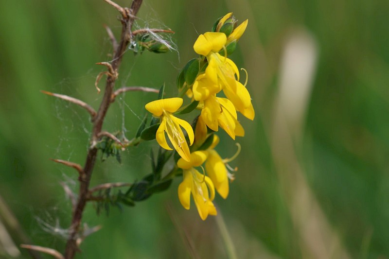 Genista anglica - © Barry Stewart