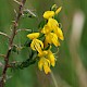 Genista anglica