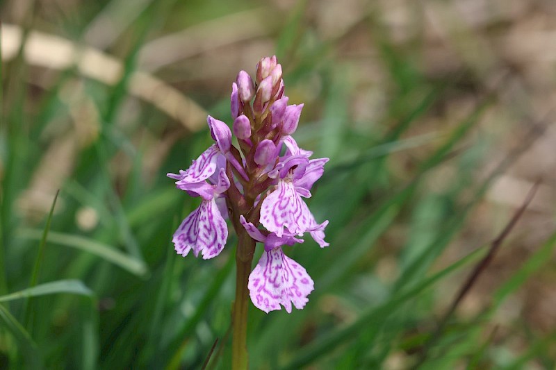 Dactylorhiza maculata - © Barry Stewart