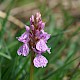 Dactylorhiza maculata