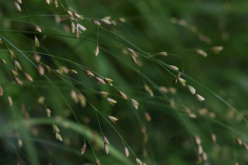 Melica uniflora - © Barry Stewart