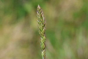 Poaceae