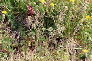 Festuca ovina Sheep's-fescue