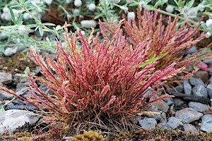 Catapodium marinum Sea Fern-grass