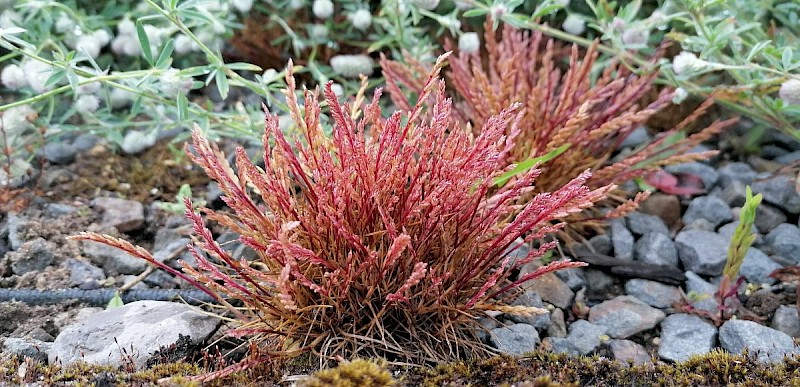 Catapodium marinum - © Barry Stewart