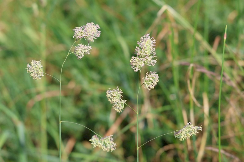 Dactylis glomerata - © Barry Stewart