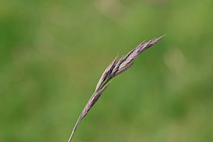 Festuca rubra Red Fescue