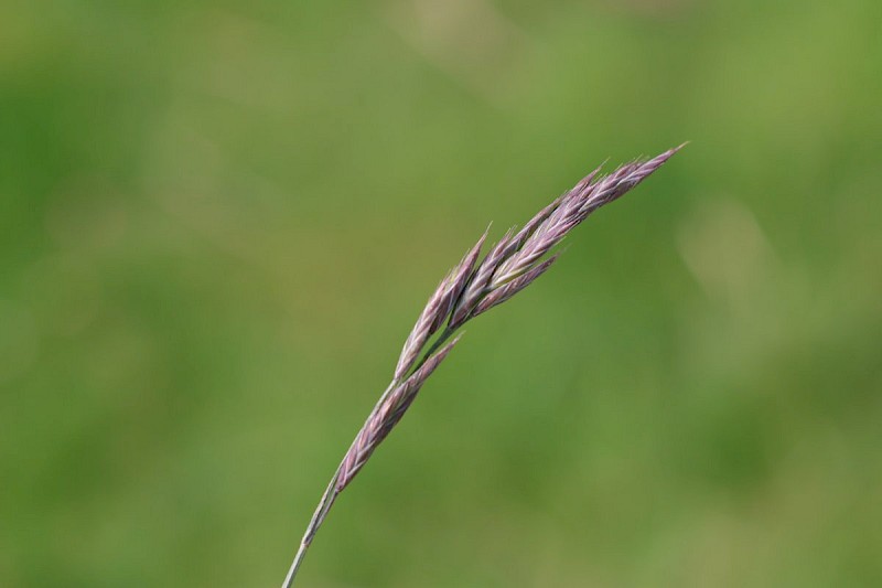 Festuca rubra - © Barry Stewart