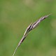 Festuca rubra