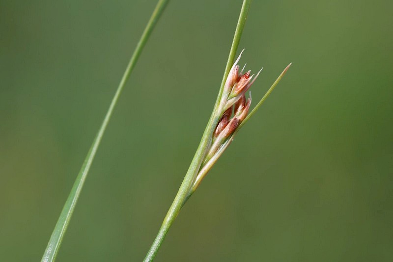 Juncus gerardii - © Barry Stewart