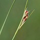 Juncus gerardii