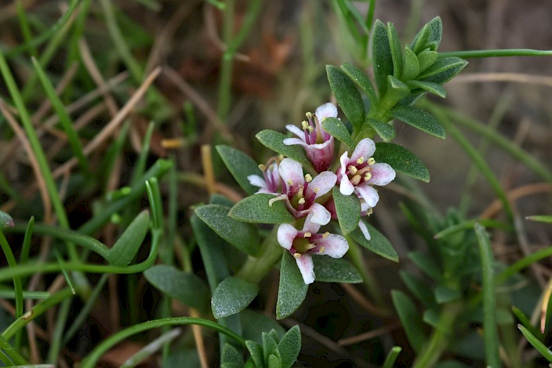 Glaux maritima - © Barry Stewart