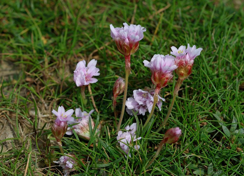 Armeria maritima - © Barry Stewart