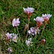 Armeria maritima