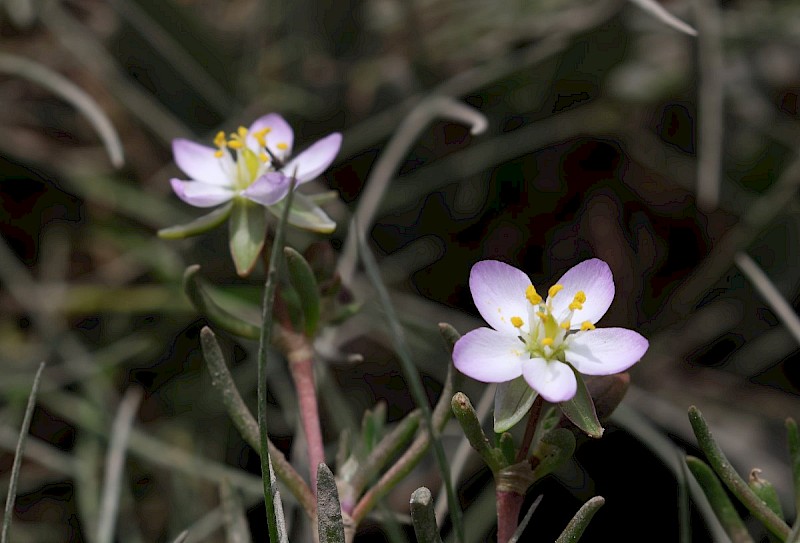 Spergularia media - © Barry Stewart