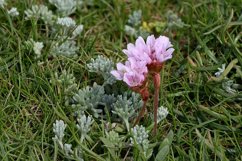 Armeria maritima - © Barry Stewart