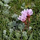 Armeria maritima