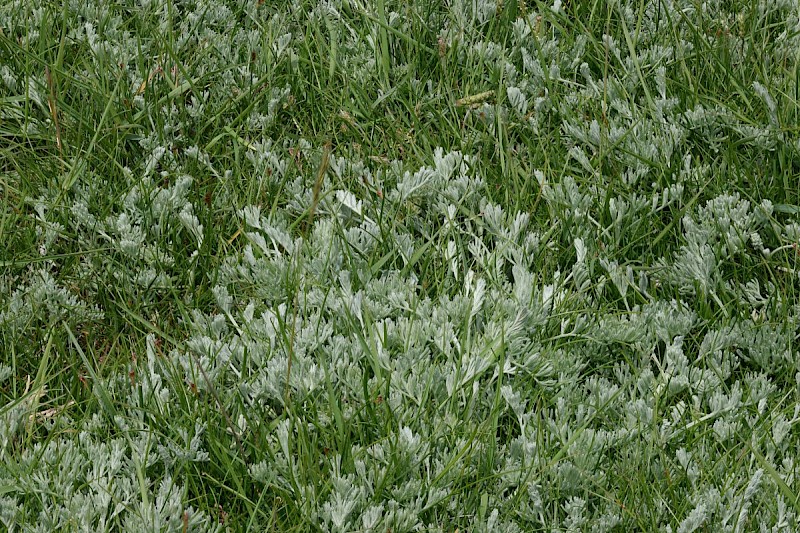 Artemisia maritima - © Barry Stewart