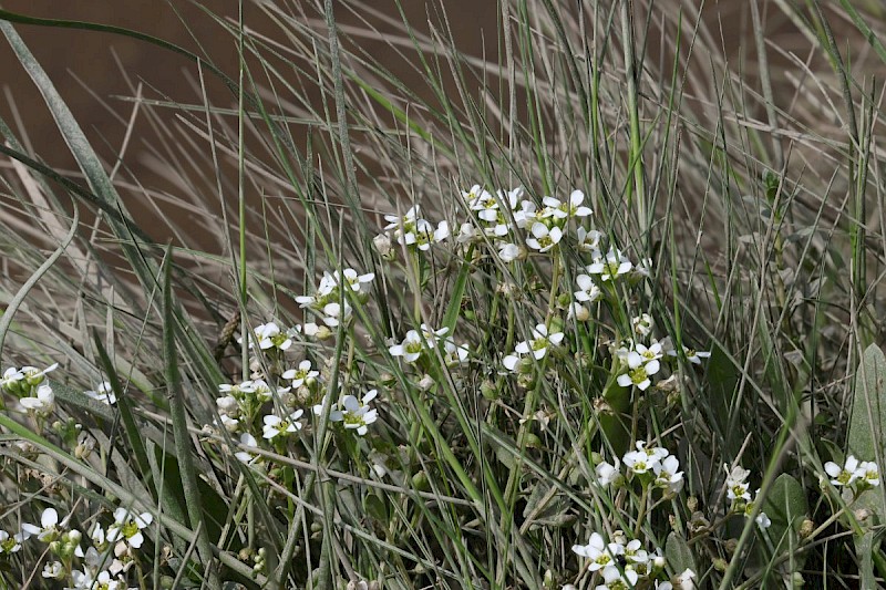 Cochlearia anglica - © Barry Stewart