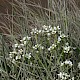 Cochlearia anglica