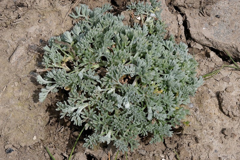 Artemisia maritima - © Barry Stewart