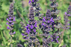 Salvia verbenaca Wild Clary