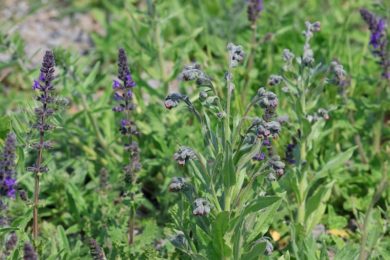 Cynoglossum officinale - © Barry Stewart