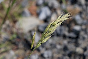 Bromus hordeaceus Soft-brome